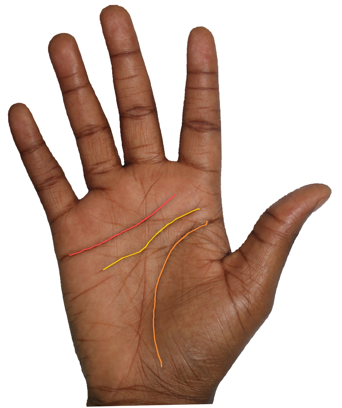 Palm reading overlay for: What does a prominent Mount of Jupiter say about my relationship to authority?