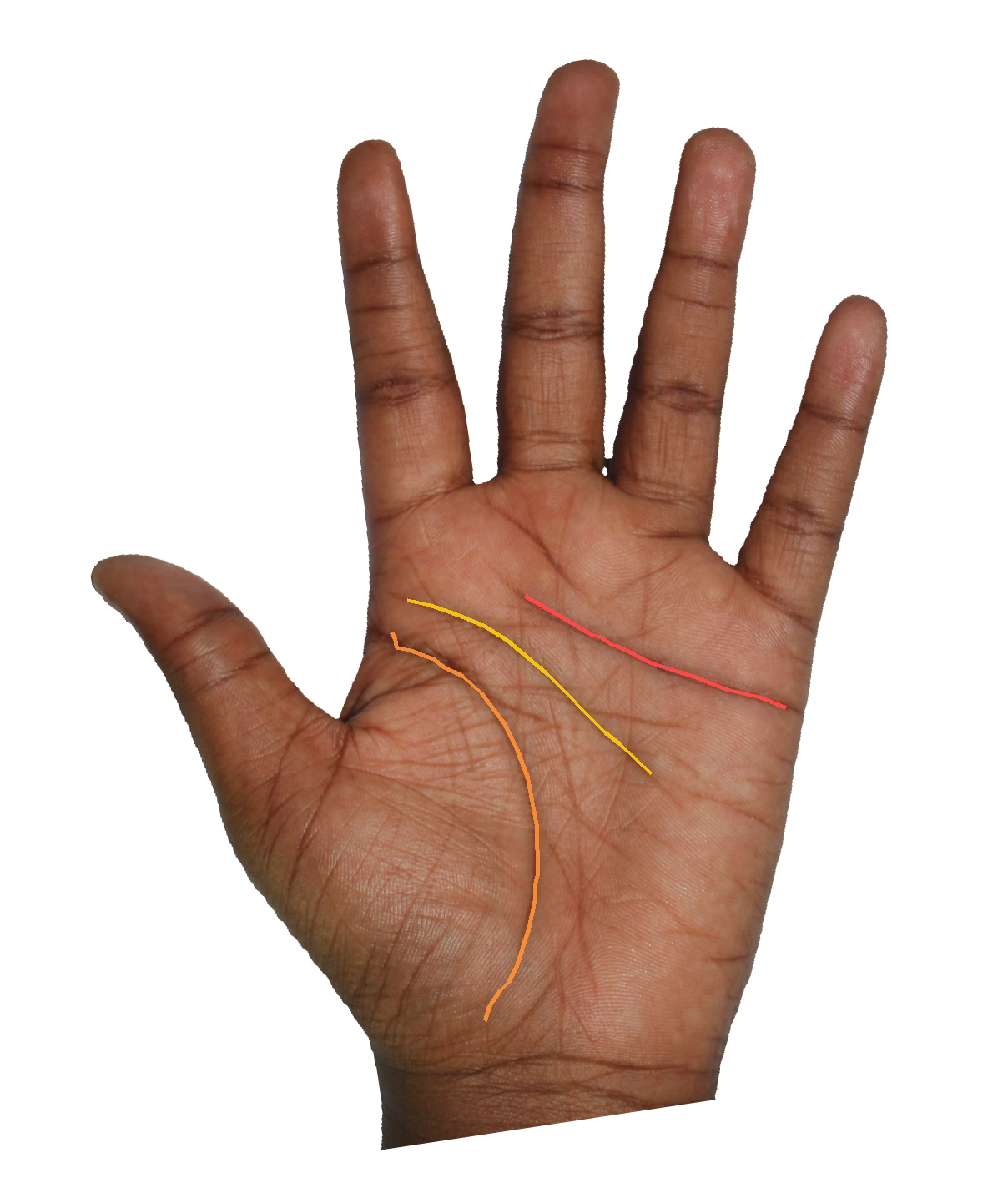 Palm reading overlay for: What does the Mount of Apollo say about my creative expression?