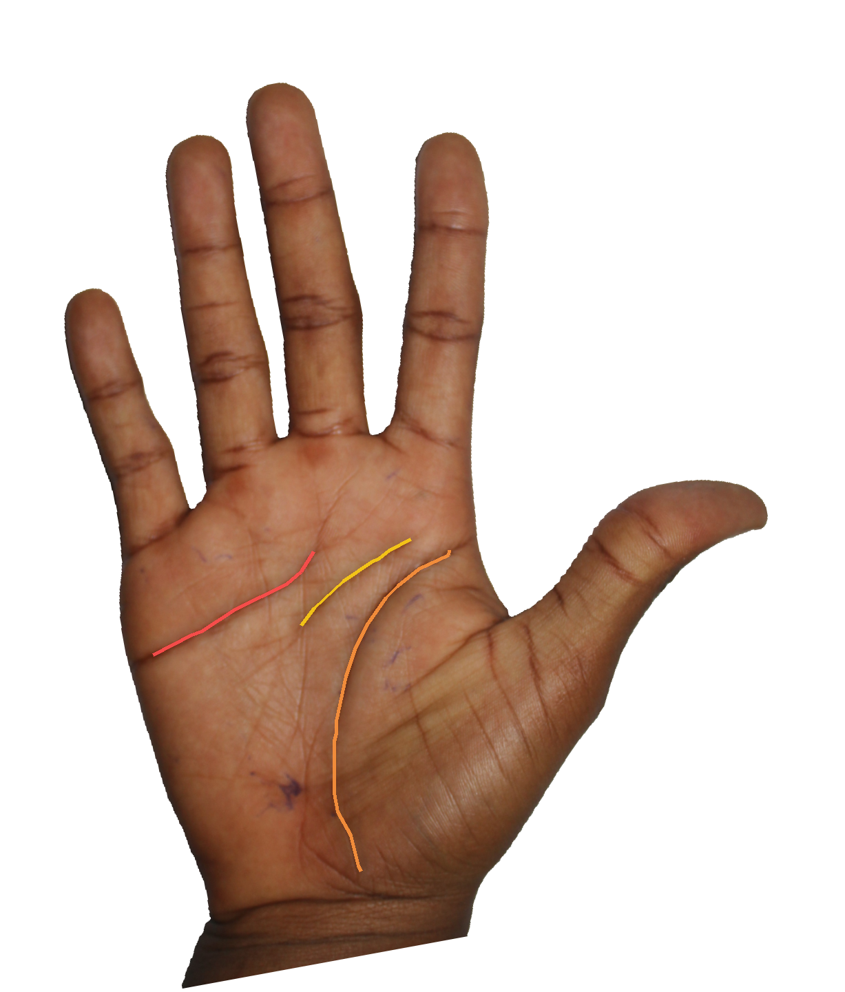 Palm reading overlay for: What do my marriage lines reveal about the timing of partnership?