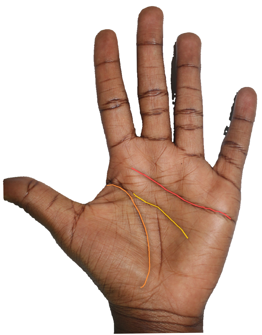 Palm reading overlay for: What does the curve of my heart line reveal about emotional honesty?