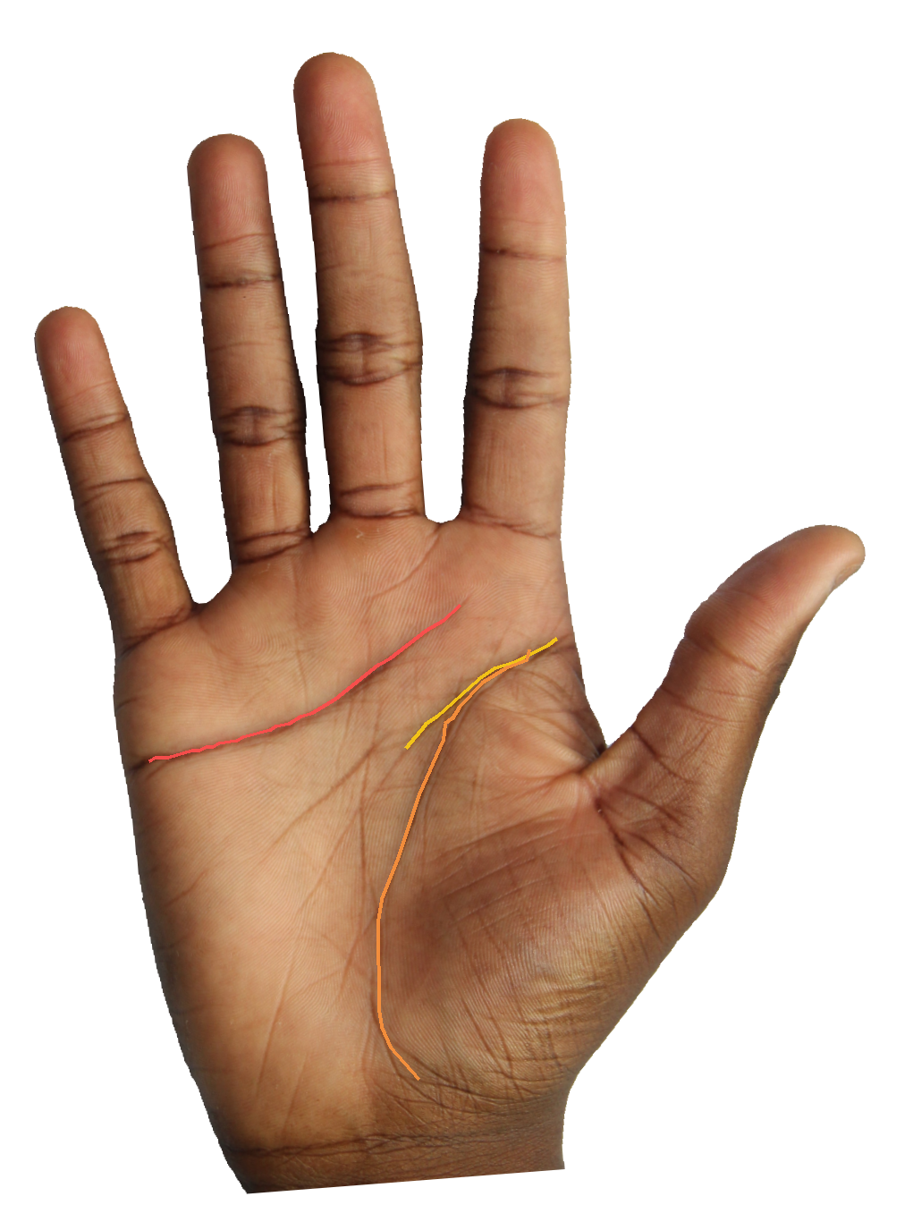 Palm reading overlay for: What does the length of my head line reveal about my decision style?