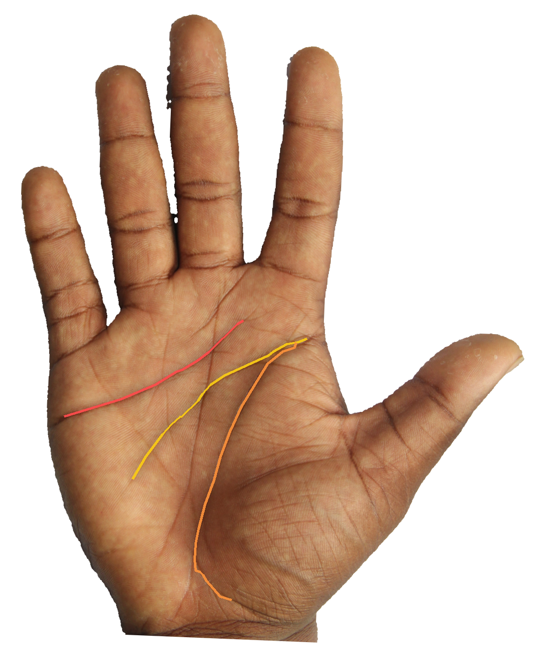 Palm reading overlay for: What does my palm say about the balance between heart, head, and vitality?