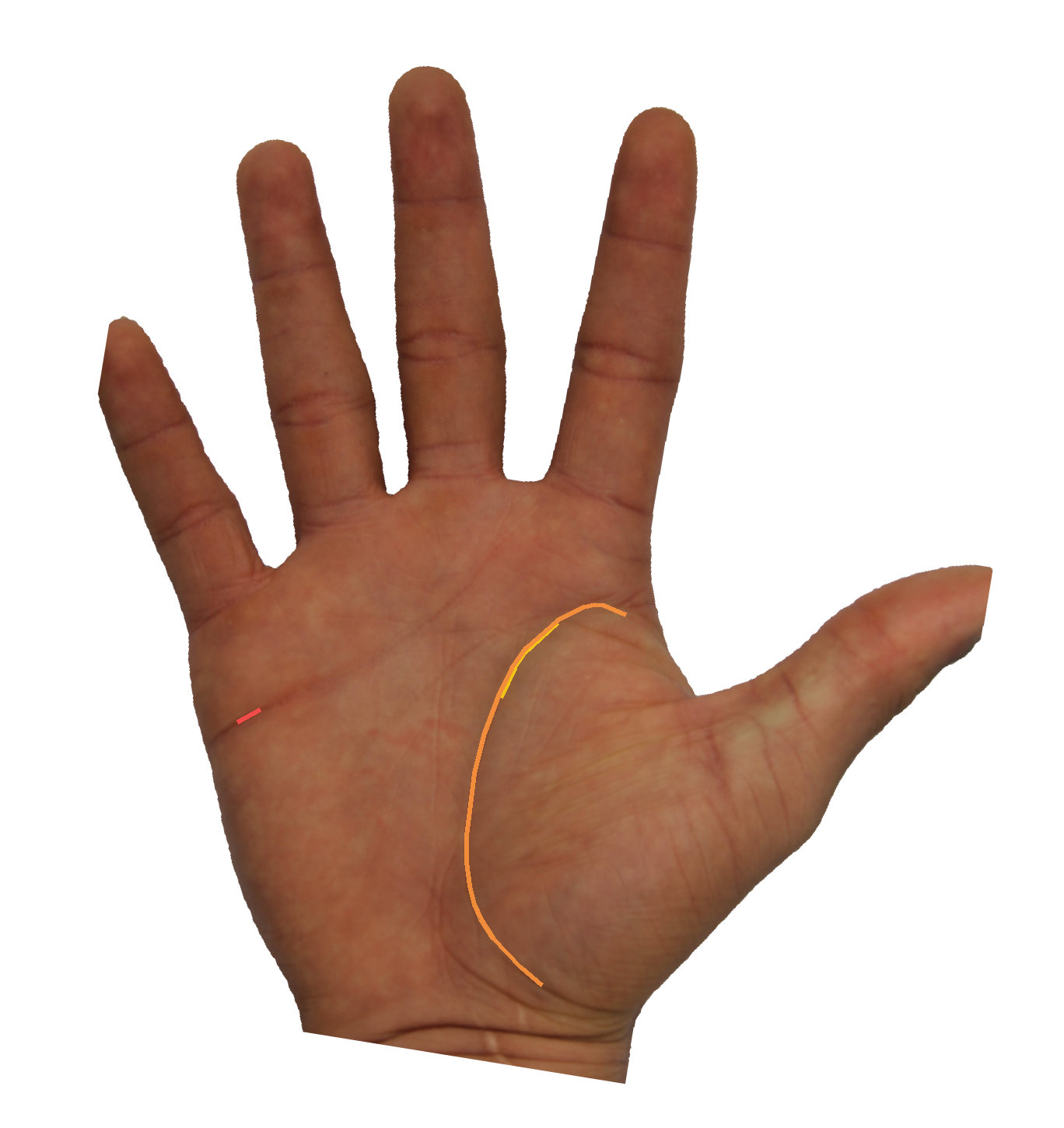 Palm reading overlay for: Is my fate line continuous, broken, or branching — and what does that mean?