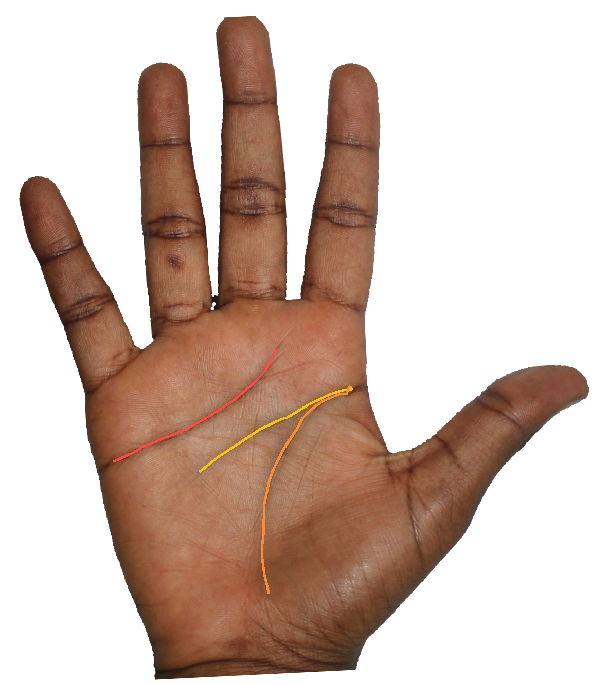 Palm reading overlay for: What does the Mount of Jupiter reveal about my sense of purpose?