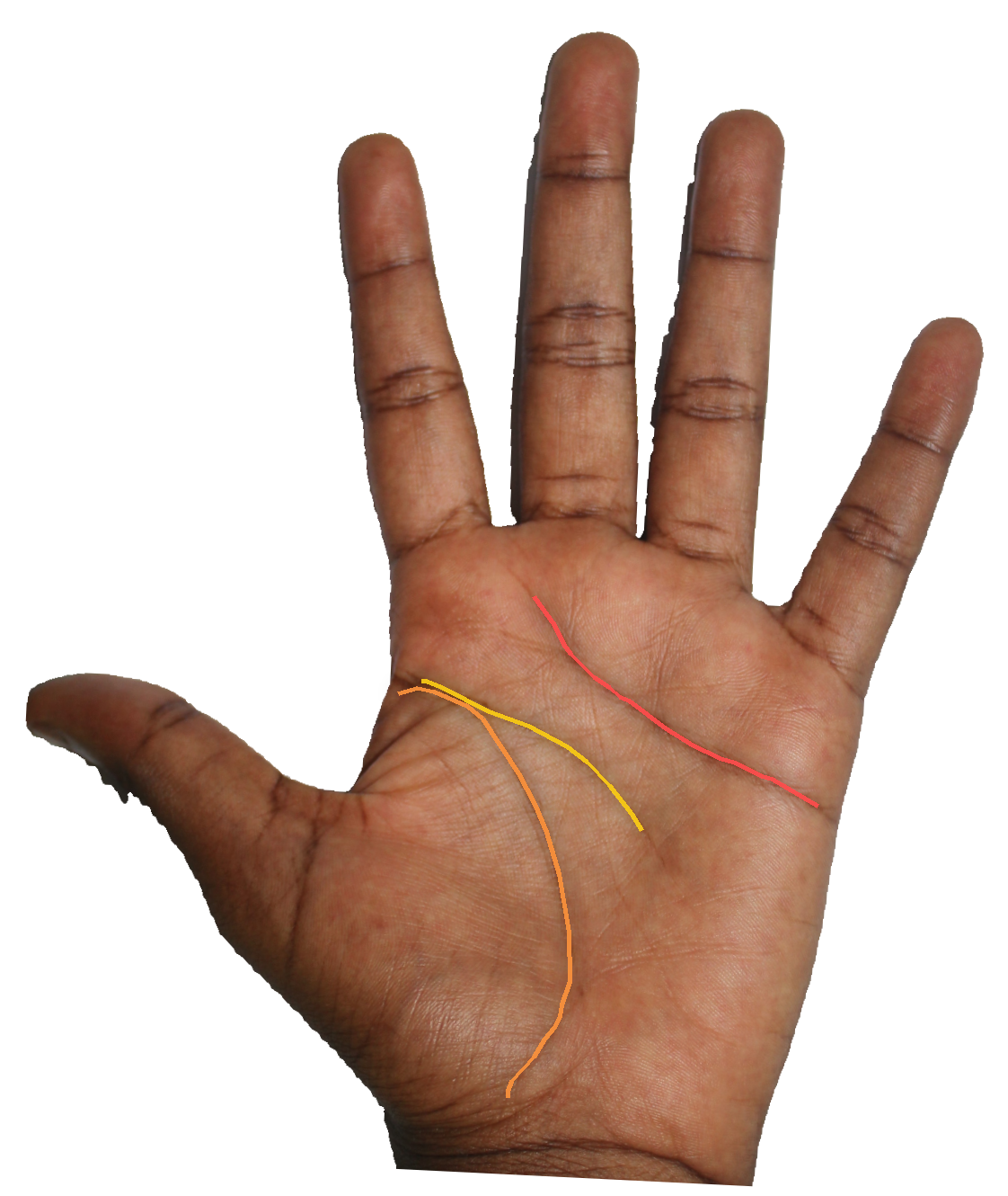 Palm reading overlay for: What does Apollo's mount reveal about my pursuit of beauty?