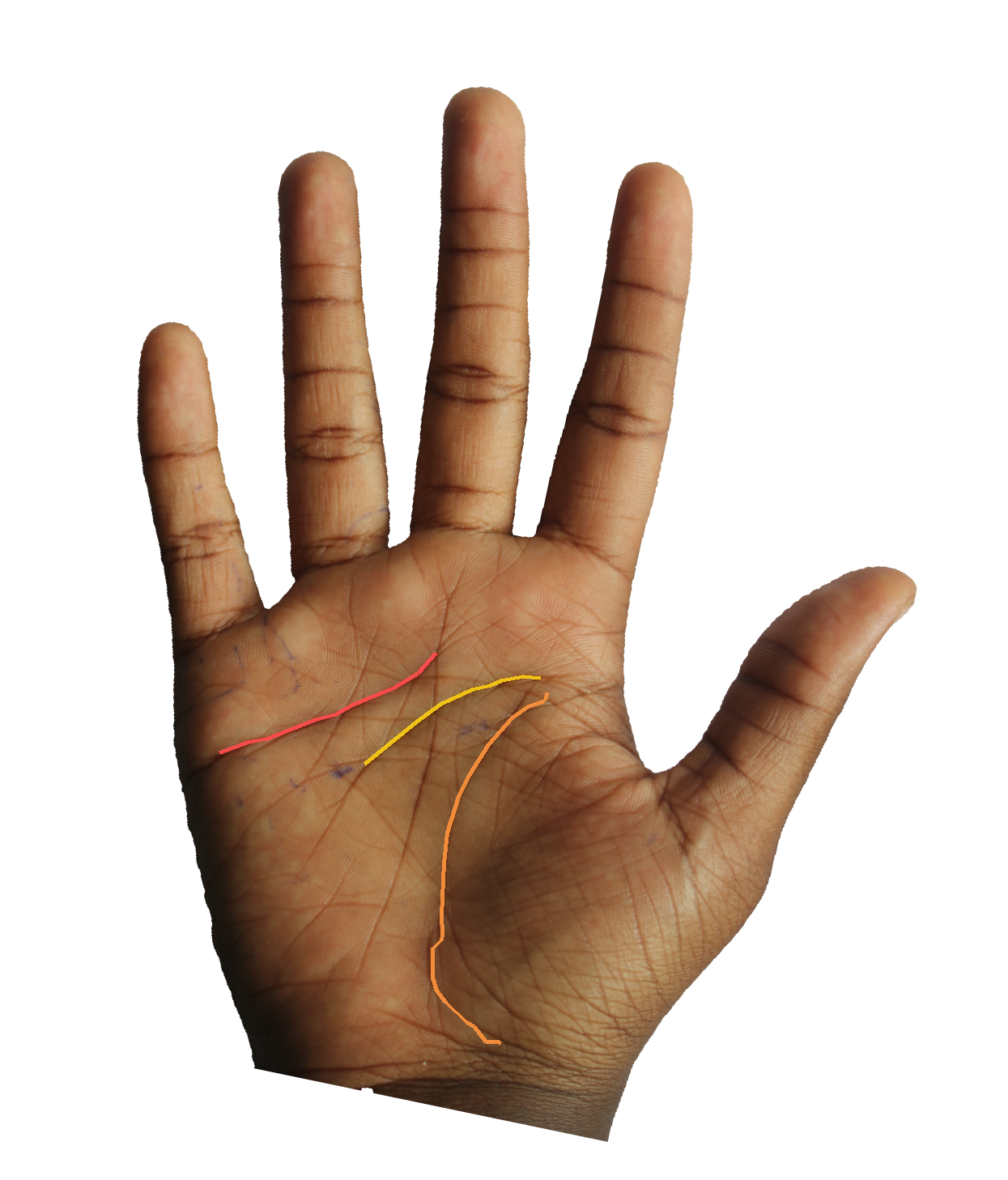 Palm reading overlay for: What does Mercury's mount reveal about quick thinking and adaptability?