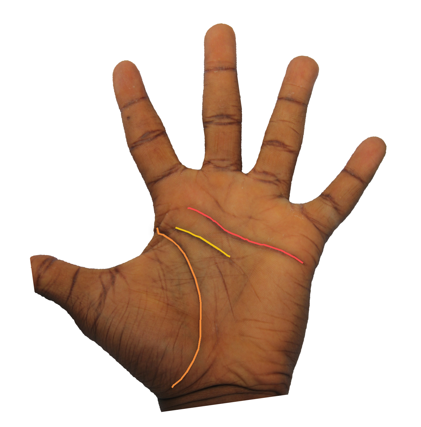 Palm reading overlay for: Read across the whole palm — what is the dominant theme this year?