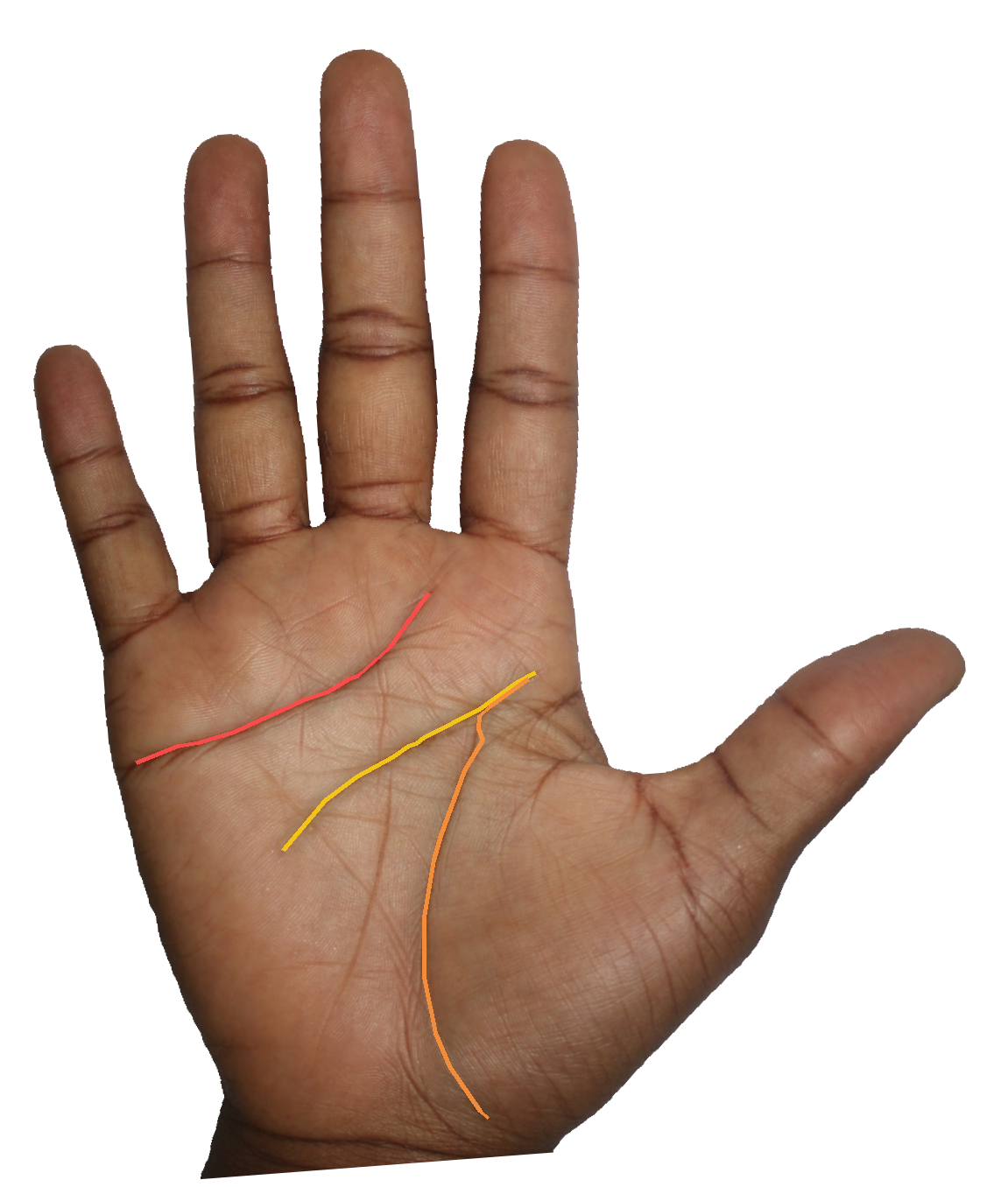 Palm reading overlay for: What does the Mount of Apollo say about my creative expression?